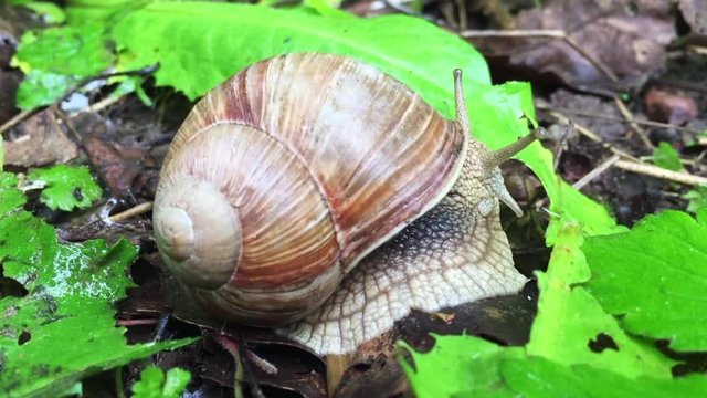 Big roman snail
