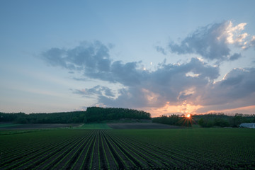 畑と夕日