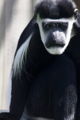 Colobus monkey facing camera