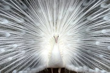 Acrylic prints Peacock White peacock close-up