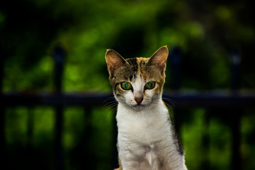 Obraz premium Cat sitting on the back of the car
