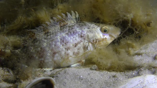 Gray wrasse (Symphodus cinereus) during a night hibernation, medium shot.
