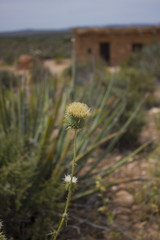 Arizona Desert Flowers