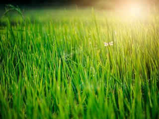 Dragonfly in the rice Field with dew on morning light.