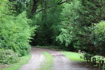 Fototapeta premium Żwirowy podjazd z otaczającymi drzewami
