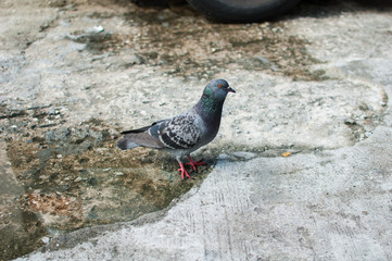 道端にいる一羽の鳩