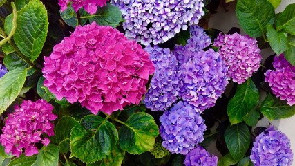 Hortensia Fleur de l'été Breton