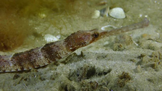 Thickly snouted pipefish (Syngnathus variegatus), portrait.
