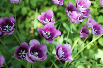 Fototapeta na wymiar Violet tulips