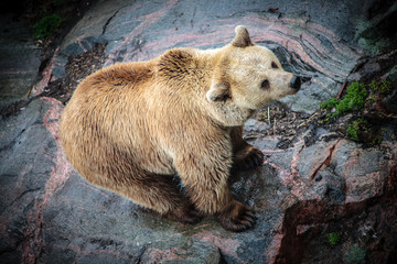 Bear