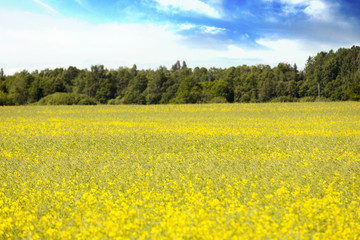 Obraz premium yellow meadow by a green woods on a sunny day