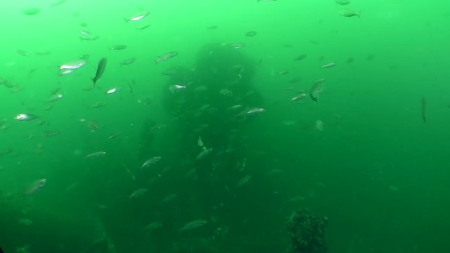 A large number of young fish Blue fish (Pomatomus saltatrix) in the water column.
