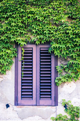 Italian shutter with ivy