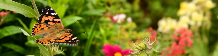 Schmetterling 380 © K.-U. Häßler