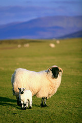 New born lamb and female sheep in irish countryside - county Kerry - Ireland