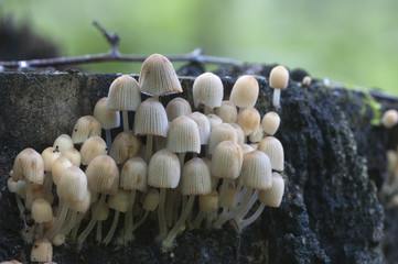 Mushrooms (Coprinus disseminatus)