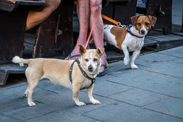 Dog in the street