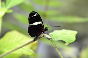 Beautiful butterflies