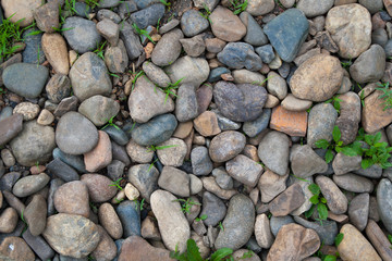 Pebble and green plants background
