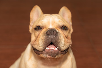 French bulldog face close up