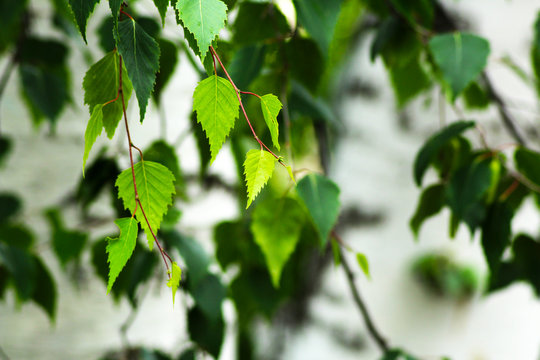 Spring background with bright green leaves of birch