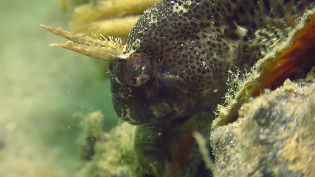 A portrait of a very charming fish - Tentacled blenny (Parablennius tentacularis).
