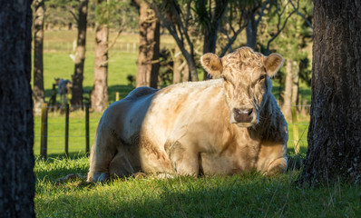 Charolais Cow
