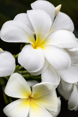 Naklejka premium White frangipani flowers close up