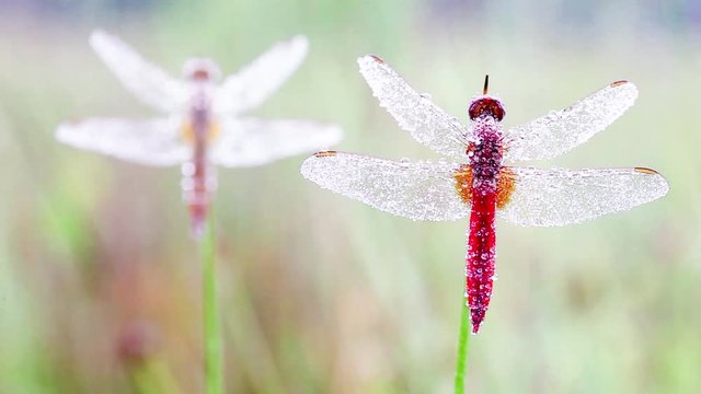 an Fire dragonfly
