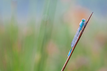 goblet marked damselfly