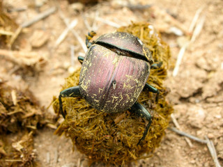 Dung beetle, Kruger National Park, South Africa