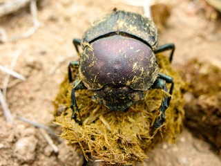 Dung beetle, Kruger National Park, South Africa