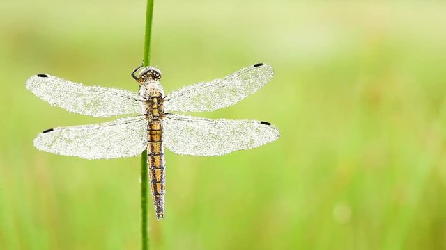 an Fire dragonfly
