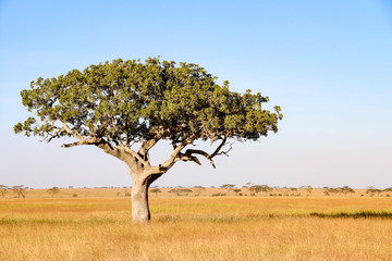 Obraz premium Lonely Acacia tree with leopard in Serengeti National Park, Tanzania
