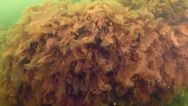 Thickets of red algae (Porphyra sp.) that oscillate in waves.

