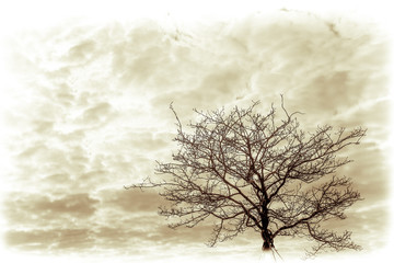 Lonely leafless tree