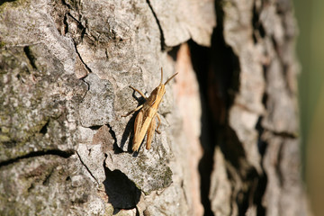 small brown grasshopper on tree bark