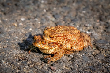 Mating Frogs in spring