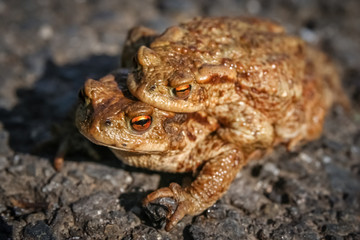 Mating Frogs in spring