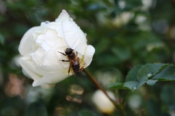 bee