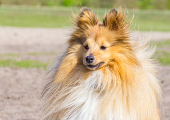 shetland sheepdog looks to his owner