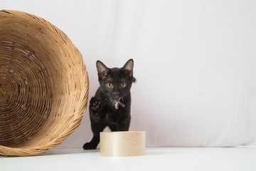 Black little kitten cat sitting in the basket