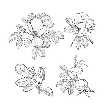 Dog-rose drawing flowers, Hand-drawn Wild Rose isolated. Botanical drawings, Coloring page, Flowers on white background, Vector Briar Rose illustration