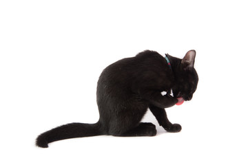 Close up black kittle cat on white background