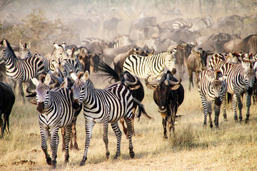 Fototapeta na wymiar Zebras and wildebeest during the Big Migration in Serengeti National Park