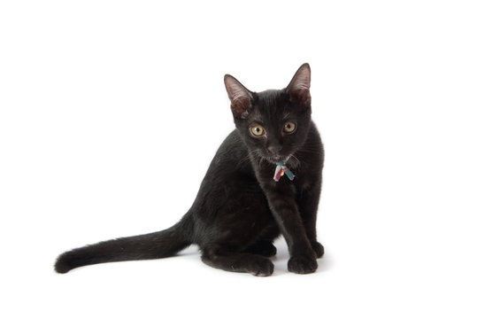 Close up black kittle cat on white background