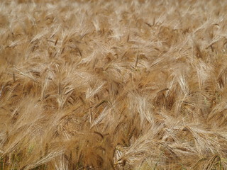 Champ de blé