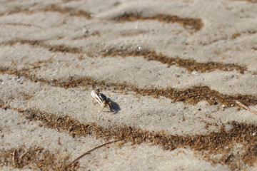 Fiddler Crab Skaket Beach Cape Cod MA