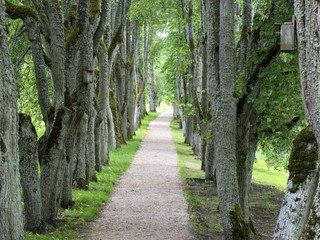 A forest alley in the city park. 