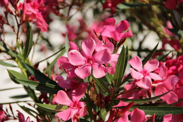 Oleander